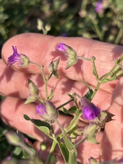 Mirabilis oxybaphoides