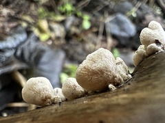 Schizophyllum amplum