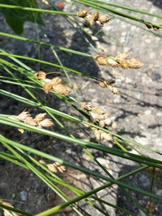 Carex longii