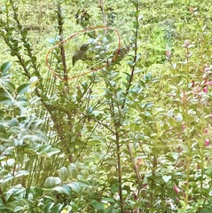 Calypte anna