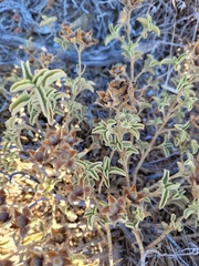 Cistus