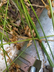 Carex longii