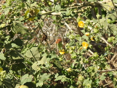 Vanessa braziliensis