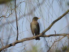Turdus amaurochalinus