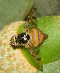 Ceratitis capitata