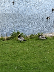 Branta leucopsis