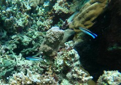 Labroides dimidiatus