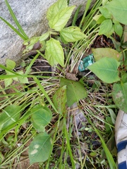 Carex longii