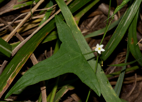 Zehneria image