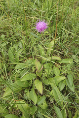 Cirsium canum