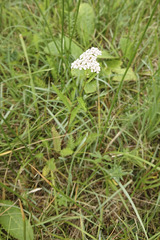 Achillea aspleniifolia