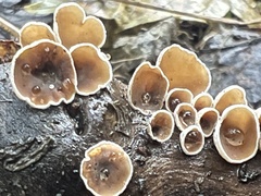 Schizophyllum amplum