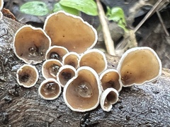 Schizophyllum amplum
