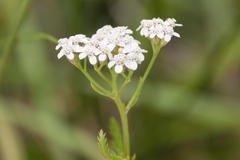 Achillea aspleniifolia