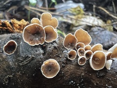 Schizophyllum amplum