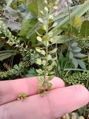 Lepidium