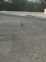 Sylvilagus audubonii