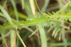 Achillea aspleniifolia