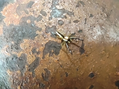 Epocilla