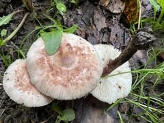 Lepiota echinacea