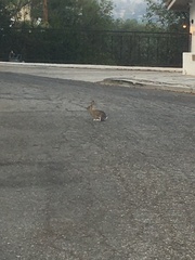 Sylvilagus audubonii
