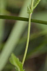 Achillea aspleniifolia