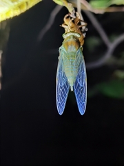 Meimuna opalifera