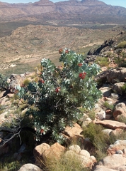 Protea nitida