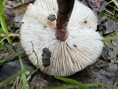 Lepiota echinacea