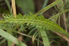 Achillea aspleniifolia