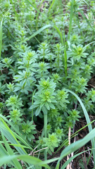 Galium