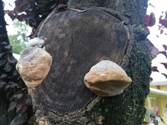 Phellinus pomaceus