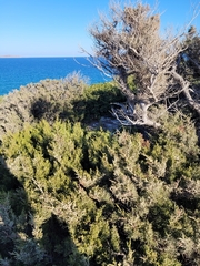 Juniperus