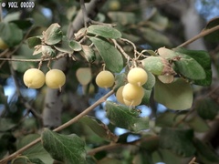 Styrax officinalis