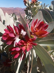 Protea nitida