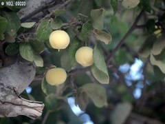 Styrax officinalis