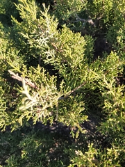 Juniperus