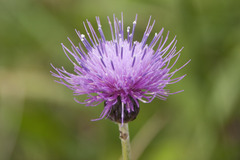 Cirsium canum