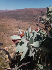 Protea nitida