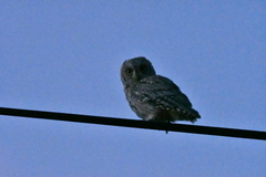 Otus scops