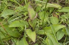Cirsium canum