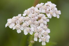 Achillea aspleniifolia