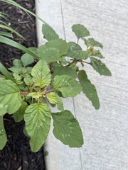 Amaranthus
