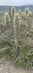 Puya