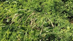 Sorghum arundinaceum