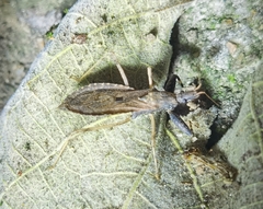 Oncocephalus breviscutum