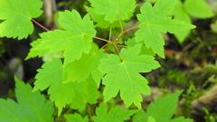 Acer spicatum