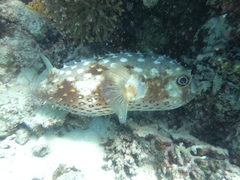 Cyclichthys spilostylus
