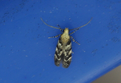 Aristotelia roseosuffusella