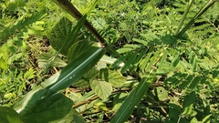 Sorghum arundinaceum